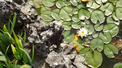 biała lilia wodna  - 123141180