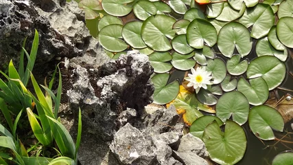 Photo sur Plexiglas Nénuphars biała lilia wodna 