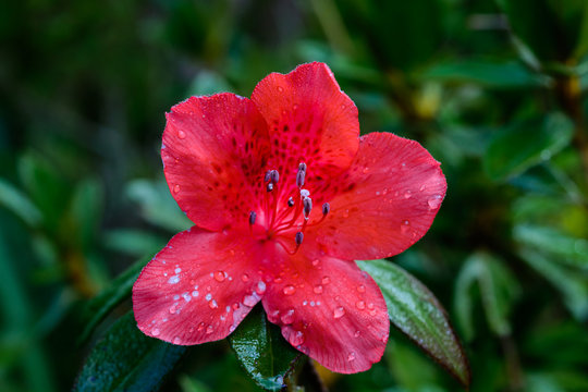 Rhododendron Arboreum Flower