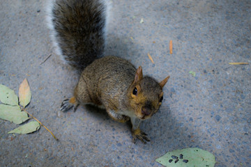 Neugirriges Eichhörnchen