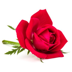 red rose flower head isolated on white background cutout