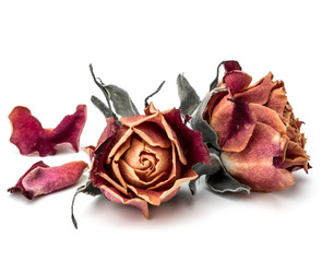 dried rose flower head isolated on white background cutout