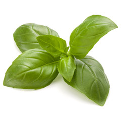 Sweet basil herb leaves isolated on white background closeup