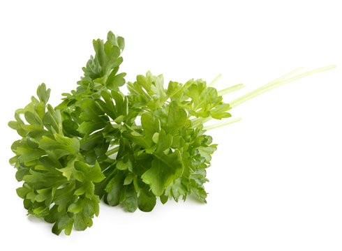fresh parsley herb  leaves isolated on white background cutout