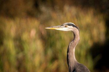 Heron Resting On Log In Wetland
