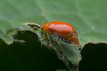 Pumpkin beetle bug