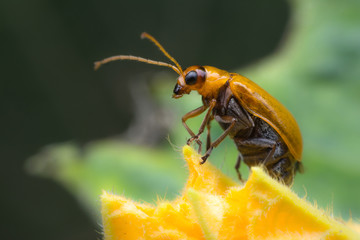 Pumpkin beetle bug