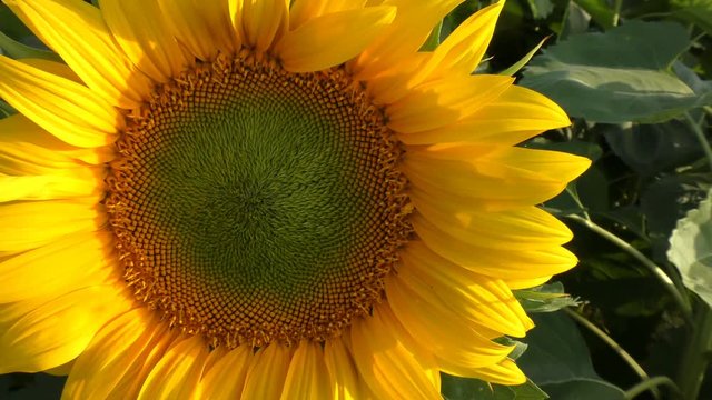 Sunflower in nature with wind that makes it move zoom out