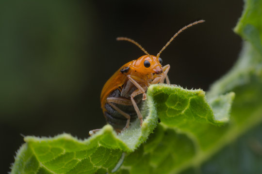 Pumpkin beetle bug