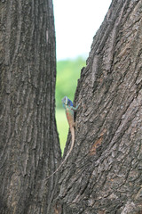 Perspective wooden floor