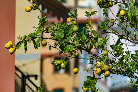 Zitronenast  gesehen in Riomaggiore