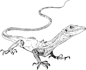 Vector lizard , hand painted drawing of outline isolated on white background