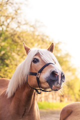 Haffiportrait