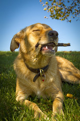 Adorable dog sitting on grass happily chewing on a stick with blue sky