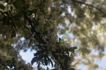 Fr&uuml;hjahrsbl&uuml;her