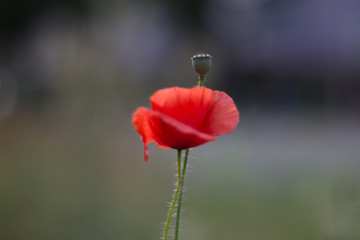 Mohn