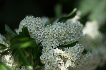 Fr&uuml;hjahrsbl&uuml;her