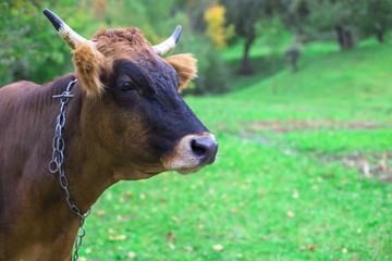 cow in the village 