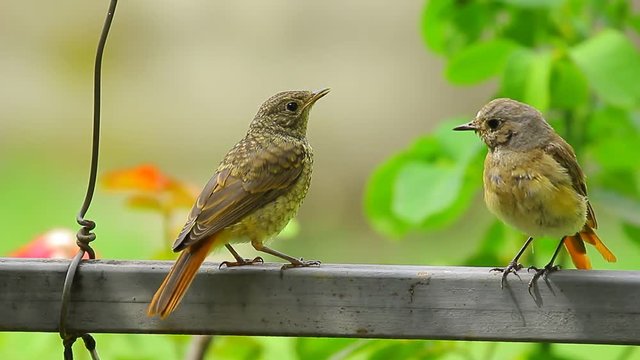 Two common nihgtingale on the metal pipe