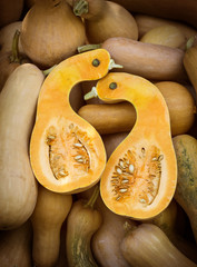 pumpkin background autumn