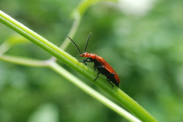 Pyrochroa serraticornis