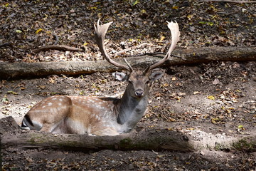 fallow deer - Dama dama in its environment