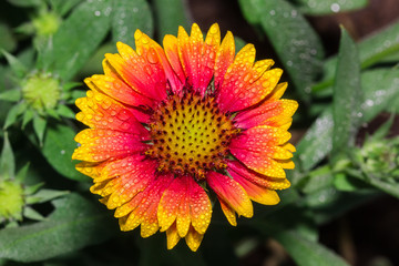 water drop on Gaillardia