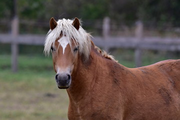 cute blonde horse