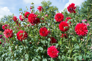 Beautiful dahlia garden in the fall