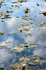 Yellow fallen leaves on the surface of the puddle