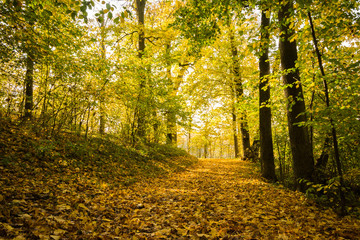 Obraz premium The path in the autumn forest strewn with yellow leaves on a sunny day