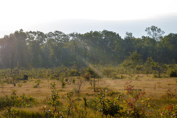 Early morning sun in the woods © in_his_image