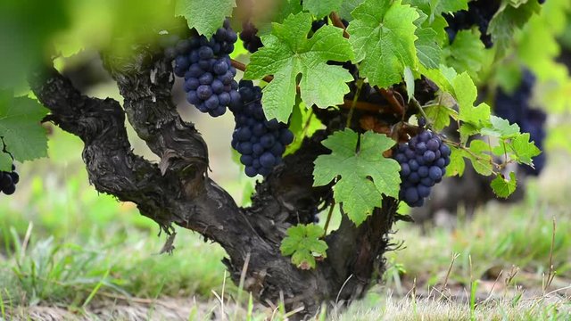 Close up of red grape of vine in vineyard before harvest