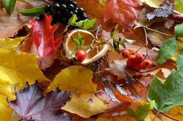 jesienne liście © Pio Si