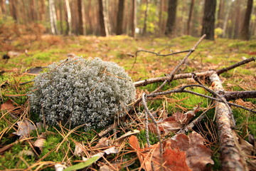 Obraz premium Las jesienny