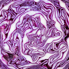 Obraz premium close up on red cabbage