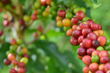 coffee cherry mix ripe red and unripe green on Coffea