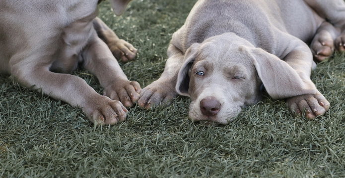 Weimaraner Dog Puppy