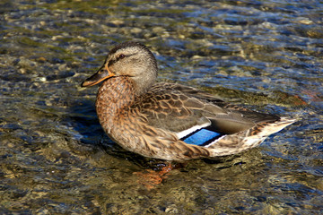 Wild duck