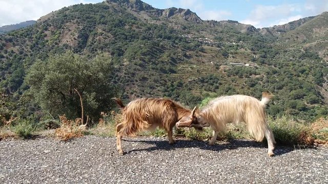 Fighting goats