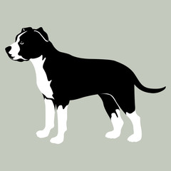 American Staffordshire Terrier vector illustration style flat