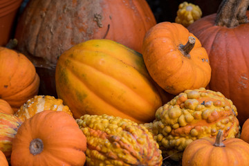 Close Up of Multiple Pumpkins and Squash