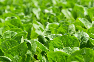 Hydroponic vegetables growing in greenhouse ,Clean food Eating ,Clean food Eating background