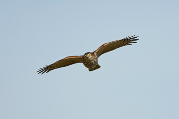 Obraz premium Eurasian sparrowhawk (Accipiter nisus)