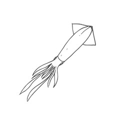 Obraz premium squid