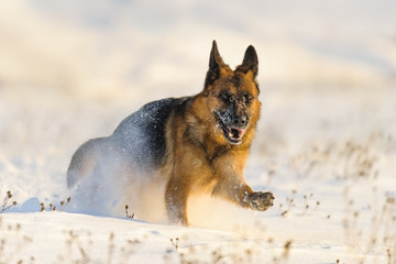 German shepherd dog run in winter field in snow