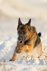 German shepherd dog run in winter field in snow