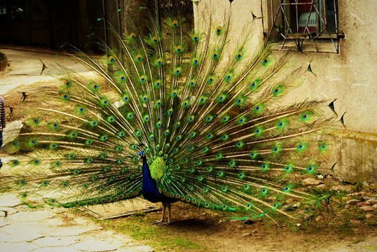 Peacock