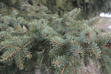 Beautiful green fir branch closeup, needles, texture, background