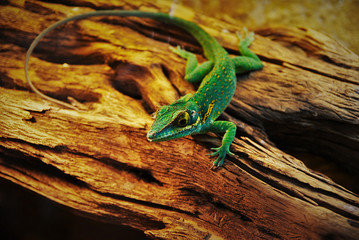 Gecko